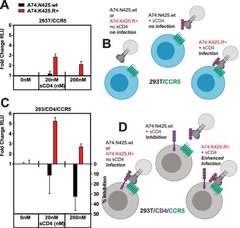 Enhancement Of Cd4 Binding Host Cell Entry And Sensitivity To Cd4bs