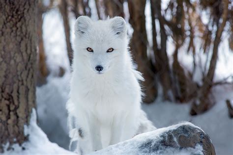 Arctic Fox By Jon Albert On 500px Raposa Do ártico Animais Super