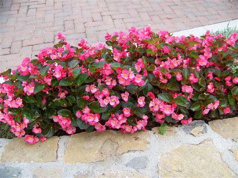 Begonia X Benariensis Big™ Rose With Bronze Leaf Big™ Rose With Bronze Leaf Begonia On