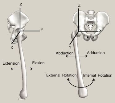 Basic Biomechanics Of The Hip Orthopaedics And Trauma