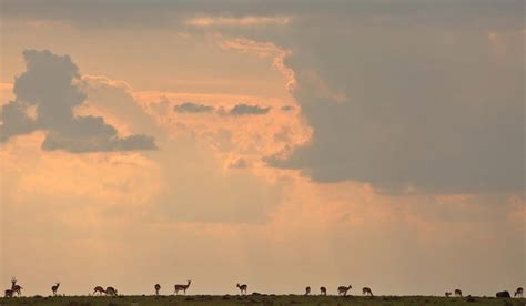 A Hidden Gem Naboisho Conservancy In Masai Mara Kenya Beyond Kenya