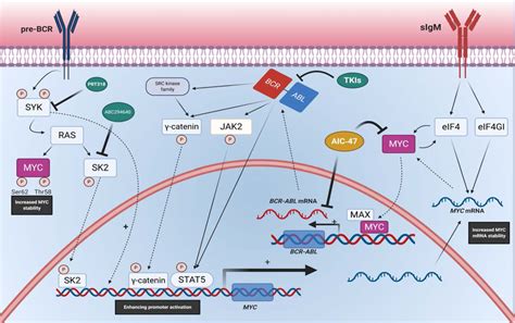 The Interactions Between Bcr Abl And Myc In B Cell Lymphocytic Leukemia