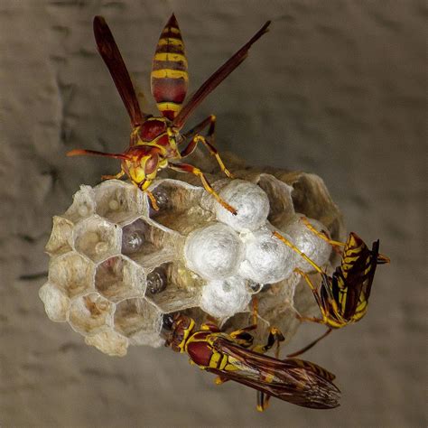 How do I get rid of Paper Wasps? | Magna Pest Solutions