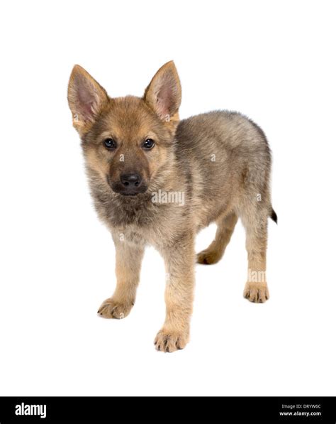 Isolated Image Of A 9 Weeks Old German Shepherd Puppy Stock Photo Alamy