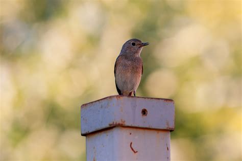 Kostenlose foto Vogel Tiere Vögel Natur Feder Gefieder Augen