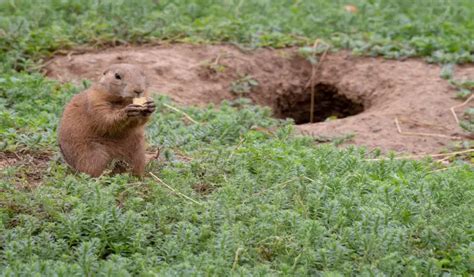 Gopher Holes In The Yard - (What You Should Do) - PestControlFacts.com