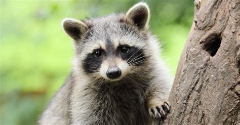 Raccoon Lifespan: How Long Do Raccoons Live? - A-Z Animals