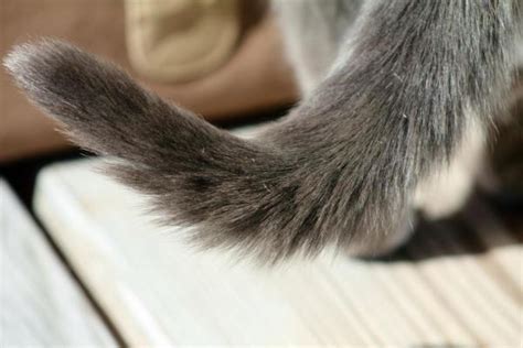 Gato Balançando A Cauda - Gato balançando a cauda quando recebe carinho - Causas e o que fazer