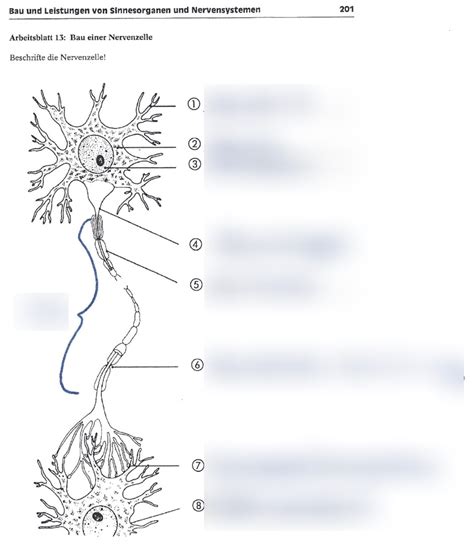 Nervenzelle Aufbau Nervenzelle Aufbau Unbedingt Beschreibung Beachten