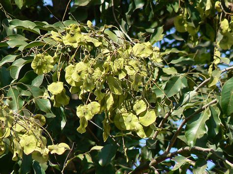 Pterocarpus Marsupium Eflora Of India