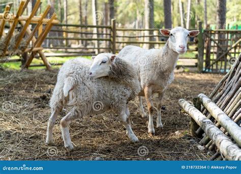 Sheep In The Corral Sheep Pets On Farm Stock Photo Image Of Nature