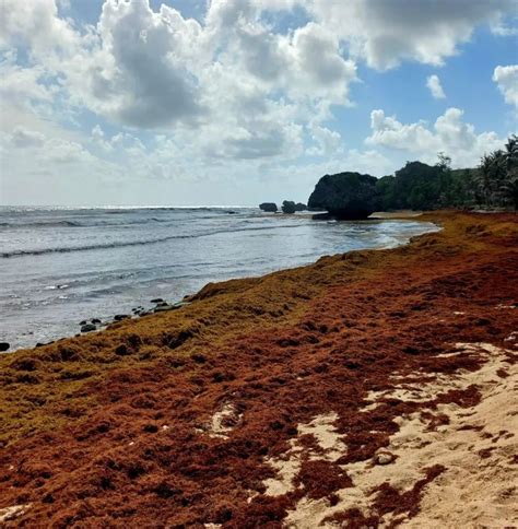 Sargassum Monitoring On Twitter Barbados Bathsheba