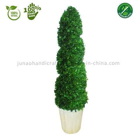 Natural Preserved Boxwood Big Scale Spiral Topiary Bonsai Home