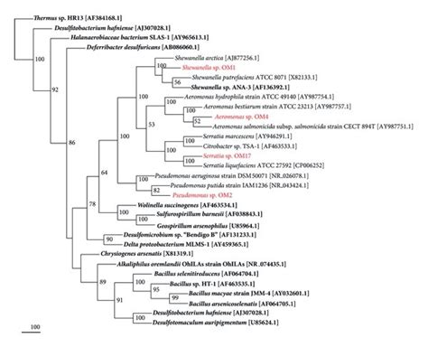 Neighbour Joining Tree Computed Based On The Alignment Of 16s Rrna