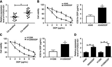 Full Article Lncrna Foxd2 As1 Confers Cisplatin Resistance Of Non