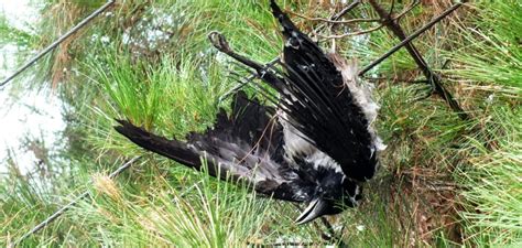 Dead Crow Meaning | Helpful Explanation (2022)