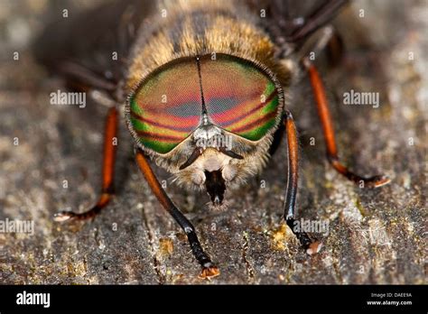 Male Horsefly Hi Res Stock Photography And Images Alamy