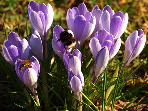 Crocus Flowers Bees Free Photo On Pixabay Pixabay