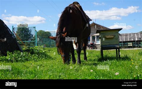 Russia Countryside home and animals Stock Photo - Alamy