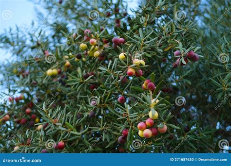 Olive Evergreen Tree Olea Europaea With Green Leaves Ripening Fruits