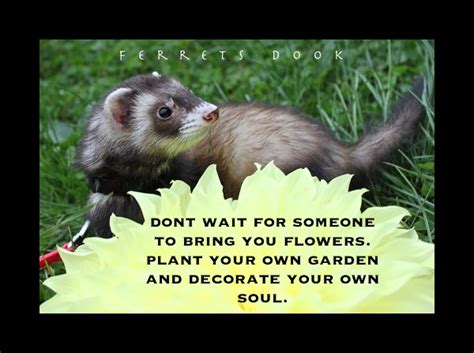 Pin By Nicole Brooks On Ferrets Ferret Animals Cute Baby Animals