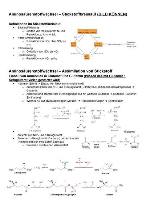 15 Aminosäurenstoffwechsel Aminosäurenstoffwechsel
