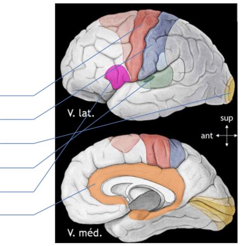 Configuration Ext Cerveau Diagram Quizlet