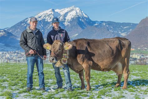 Er K He Kt Nidwalden Vieh Aus Der Zentralschweiz