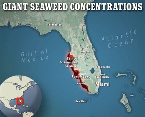 Blob of seaweed that can be seen from space heading towards Florida ...