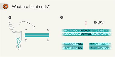 Blunt End Cloning Ultimate Guide Sharebiology