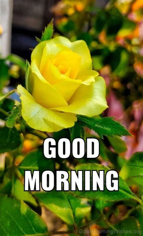 35 Good Morning Yellow Rose Wishes Good Morning Wishes