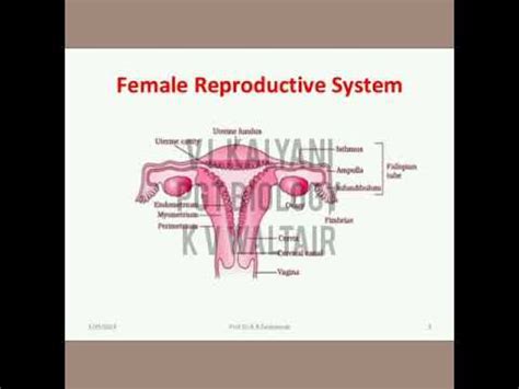 CLASS 12 BIOLOGY SEXUAL REPRODUCTION IN HUMAN BEINGS YouTube