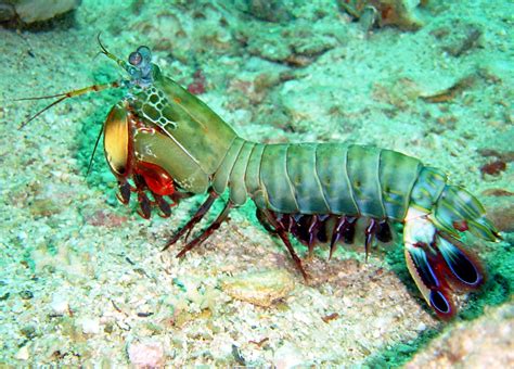 Mantis Shrimp Hq Desktop Wallpaper 27883 Baltana