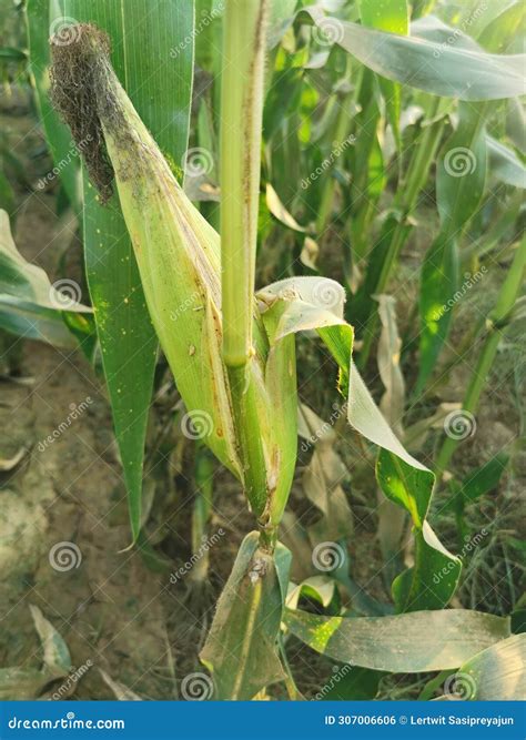 Plant Disease Symptom on Corn Sheath and Cob Stock Photo - Image of