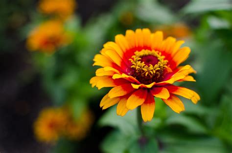 Gerbera Fleur D Oranger Photo Gratuite Sur Pixabay Pixabay