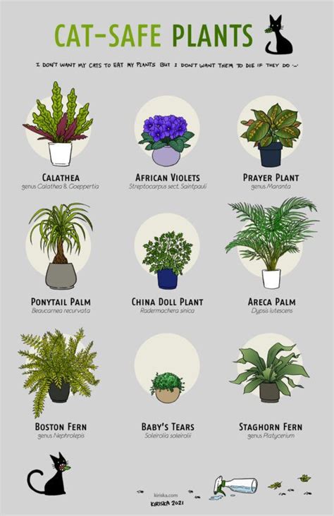 Cat Safe Plants Artofit