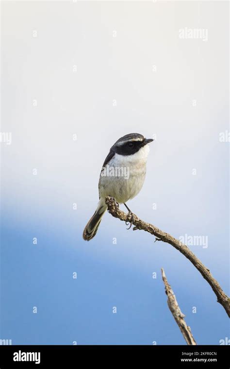 Iron Grey Bushchat Hi Res Stock Photography And Images Alamy