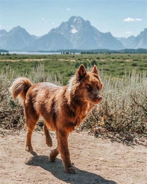 An Extremely Rare Fully Chocolate Brown Siberian Husky Artofit