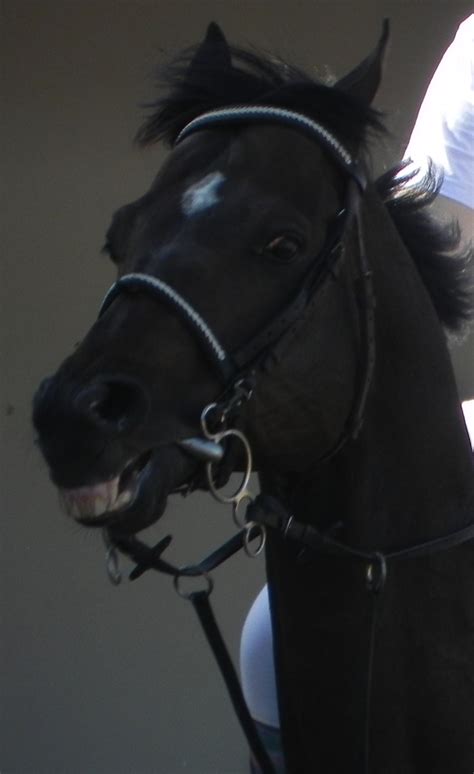 Cavalos E Frases 4