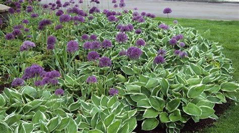 5 Ways to Design With Hostas in Your Garden