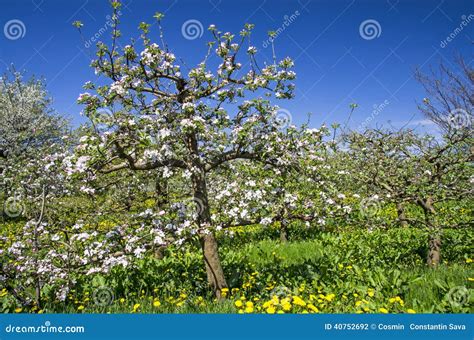 Apple Tree Orchard Stock Photo Image Of Fruits Agriculture 40752692