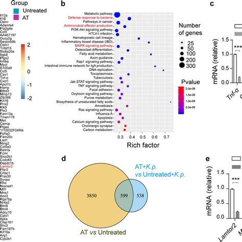 Gut Microbiota Depletion Alters Profiles Of Cecum Metabolomics And Download Scientific Diagram