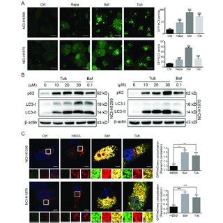 Tub Induced Blocking Of Late Stage Autophagic Flux In Lung Cancer