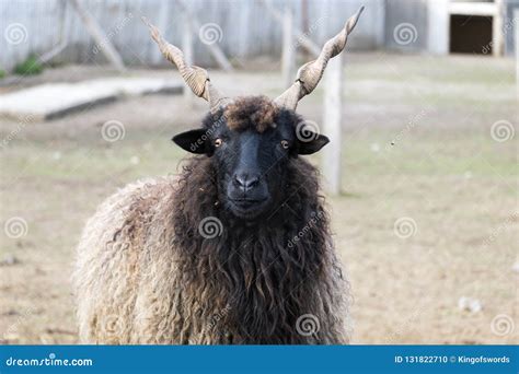 Blackhead Racka Sheep With Unusual Spiral Shaped Horns Stock Photo