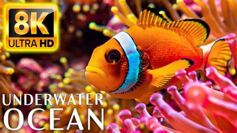 Hours Of K Video Underwater Wonders Relaxing Music Coral Reefs