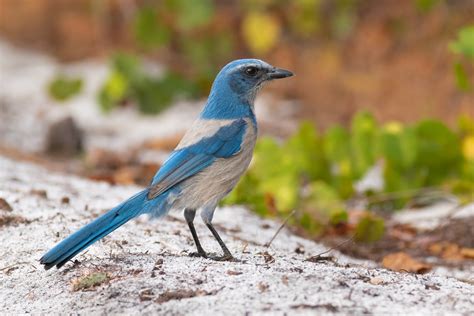 Is the Florida Scrub-Jay Endangered? - Birds and Blooms