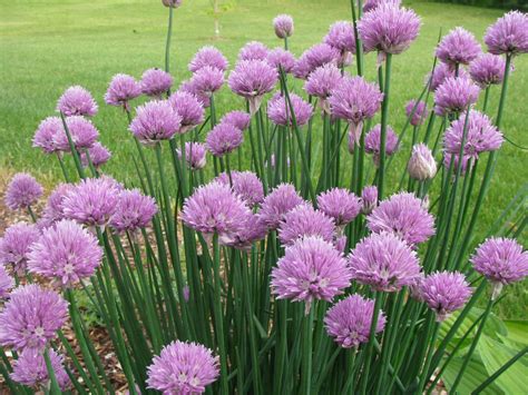 Allium schoenoprasum – Ballyrobert Gardens