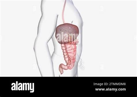 Gastric Gland Cell Stock Videos And Footage Hd And 4k Video Clips Alamy