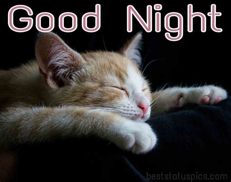 51 Beautiful Good Night Hd Images With Cat Kitty Kitten Best Status Pics