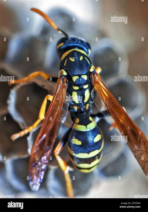 Paper Wasp Queen Builds Her Nest Stock Photo - Alamy